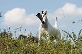 FOX TERRIER POIL LISSE 182